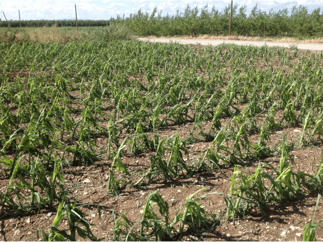 Apuntes técnicos maíz: Daños por granizo