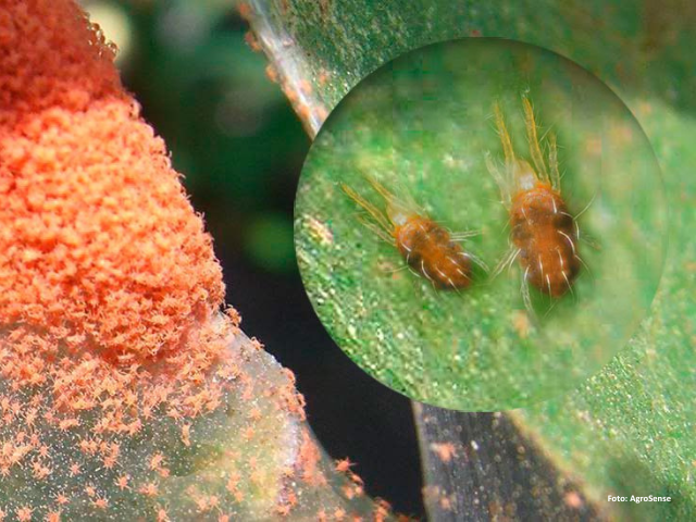 Apuntes técnicos maíz: Araña roja