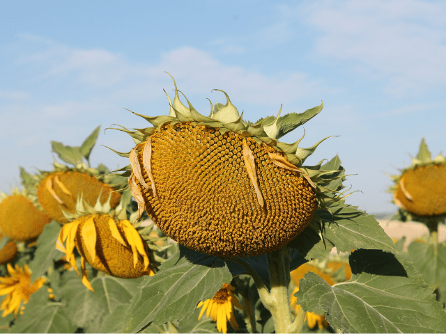 Siembra temprana de girasol: Optimizando rendimientos y sostenibilidad