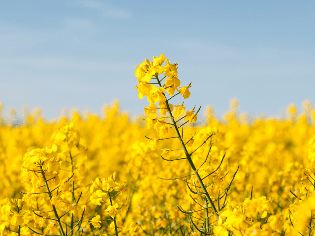 La colza en España, un cultivo rentable