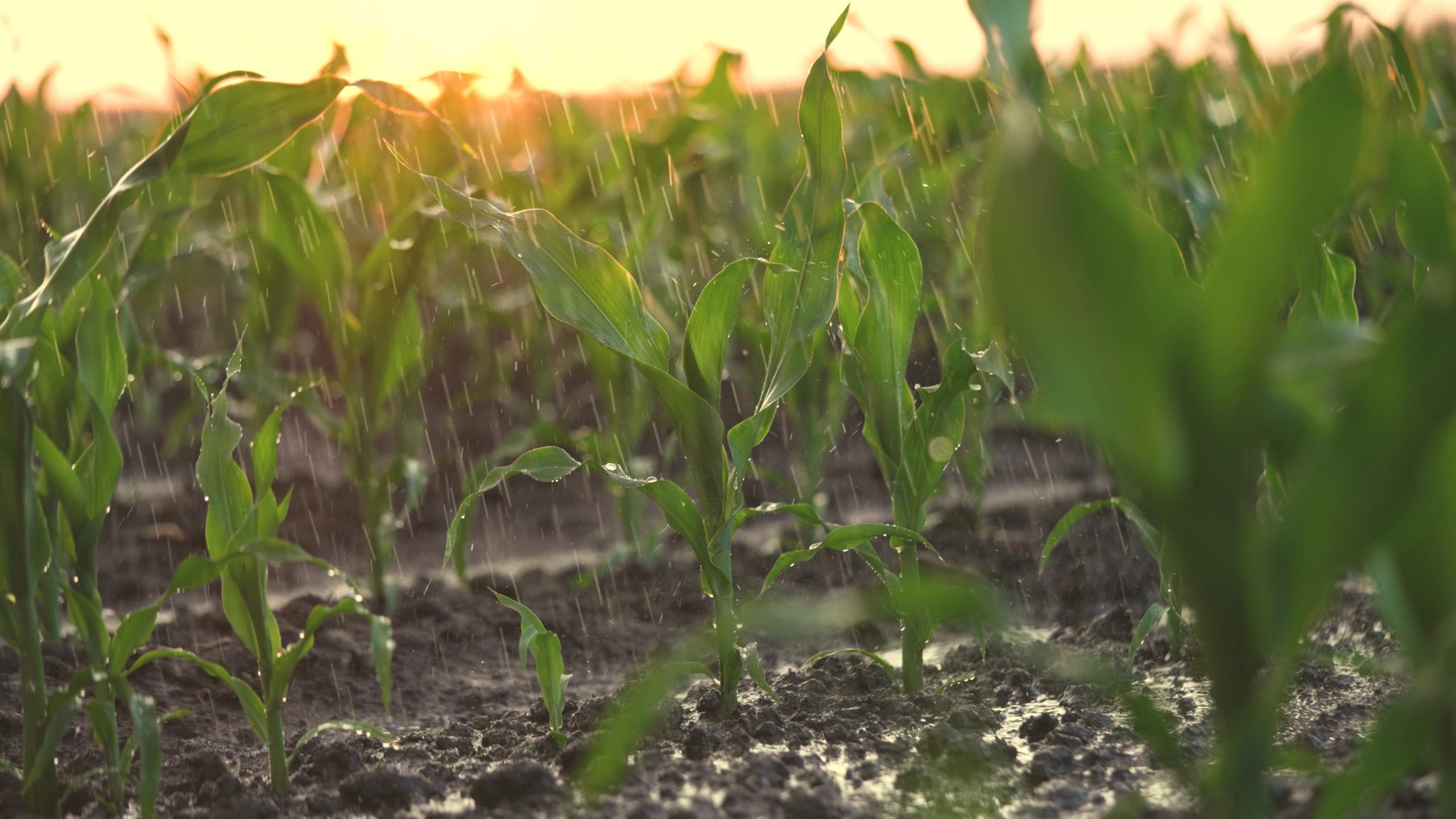 Riego agrícola y el reciclaje del agua en la agricultura