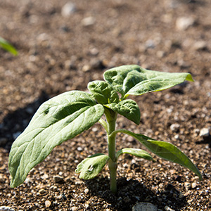 Guía de uso para variedades SUNEO® de LG Seeds | Girasol | LG Seeds